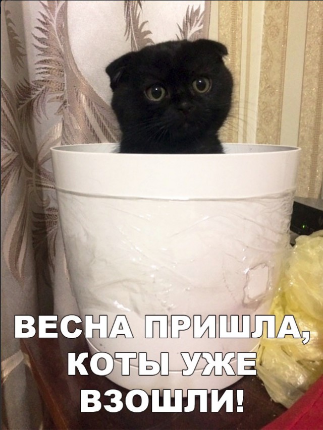 Забавные фото котеек