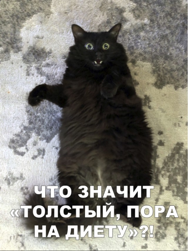 Забавные фото котеек