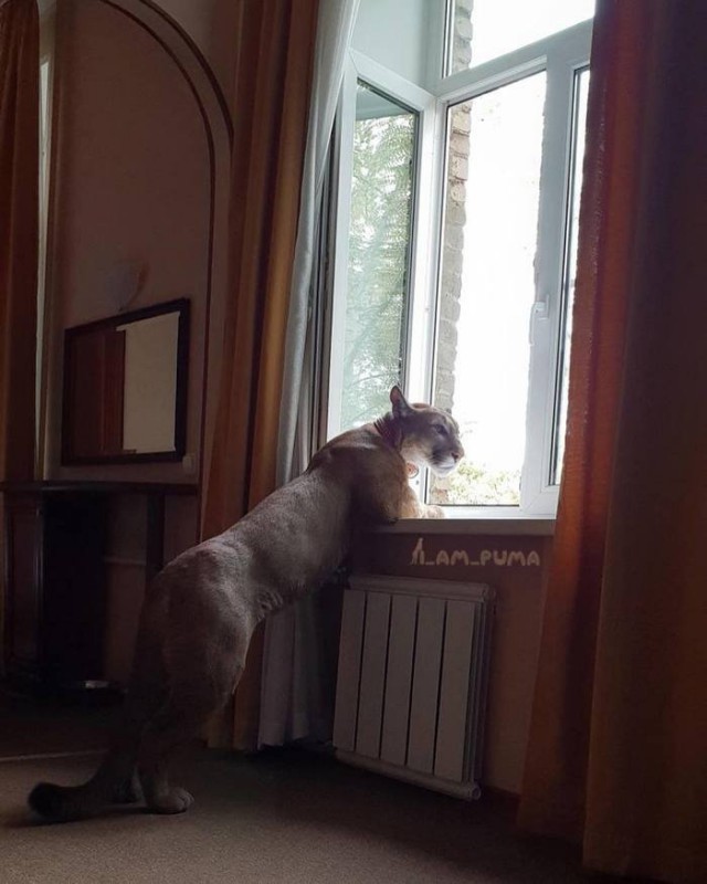 Живность из сети