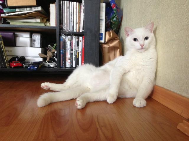 Котовторник! начнем? 04.06.19