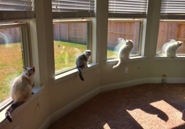 Котовторник!