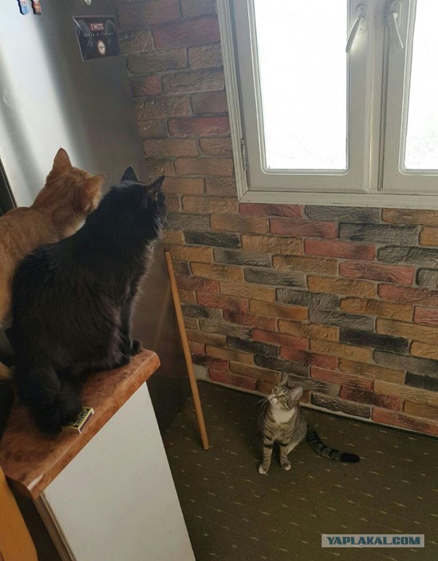 8 основных законов котиков