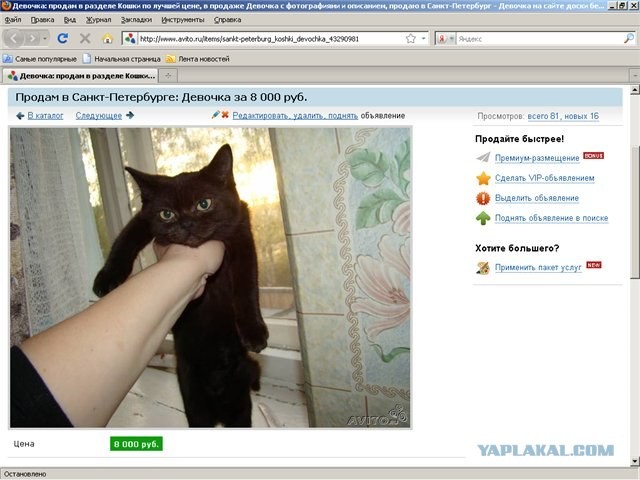 Продаётся кошка