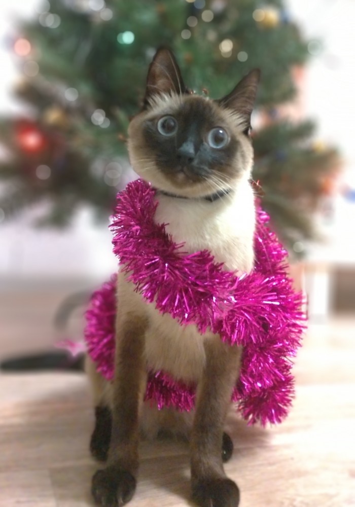 Котовторник *новогодний* 31/12/2019