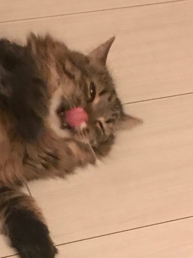 Котофеев пост