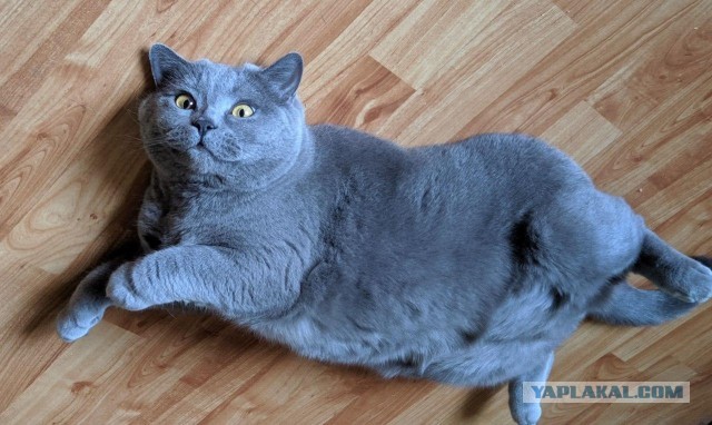 Я держался до последнего... но согласился на котенка
