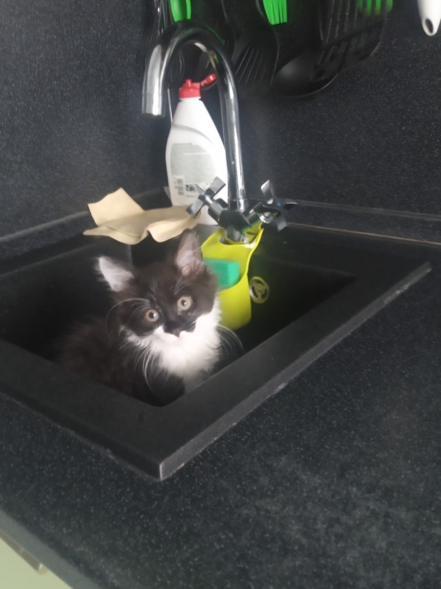 Котовторник