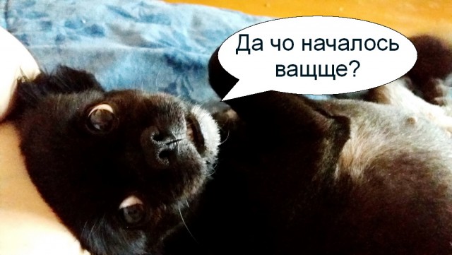 Не понимала, почему Виктор меня мышкой называет, пока не обнаружила целый зоопарк в его телефоне