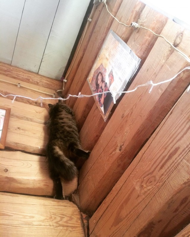 Подборка забавной живности