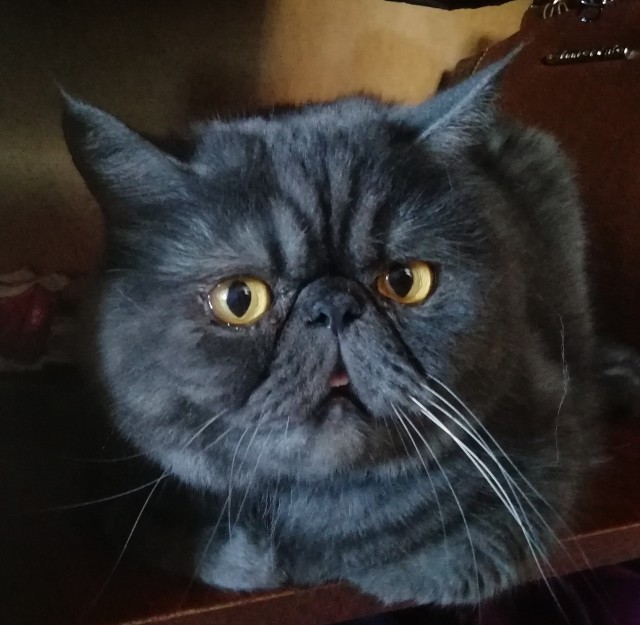 Последний котовторник 2020 года
