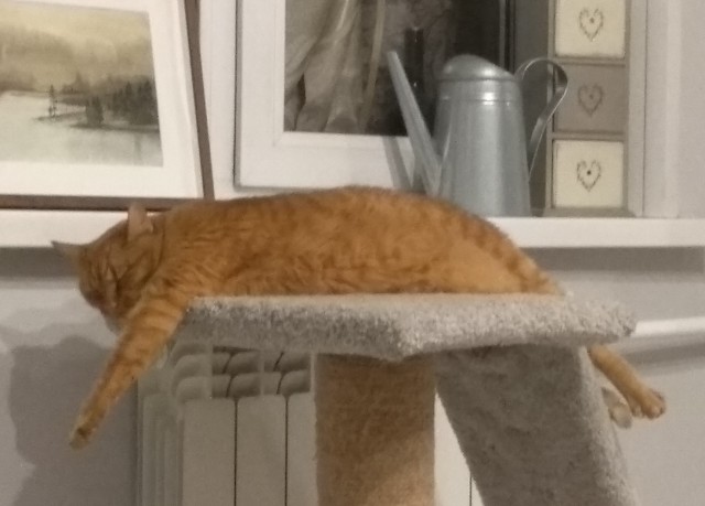 Котовторник. Добавляйте своих