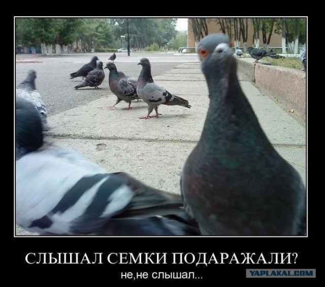 Как покормить воробьев в Москве