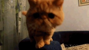 Кот Взял Покурить Кент