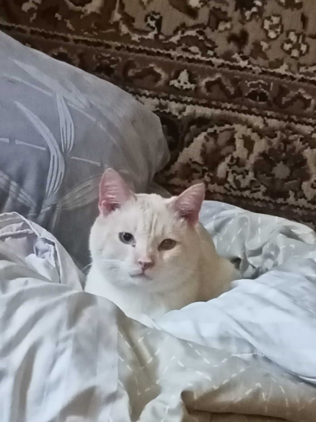Включи коты нету. Включи коты нету