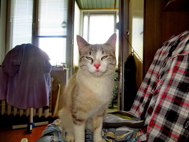 Даешь котовторник!