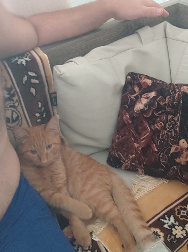 Котовторник (свои добавляем)