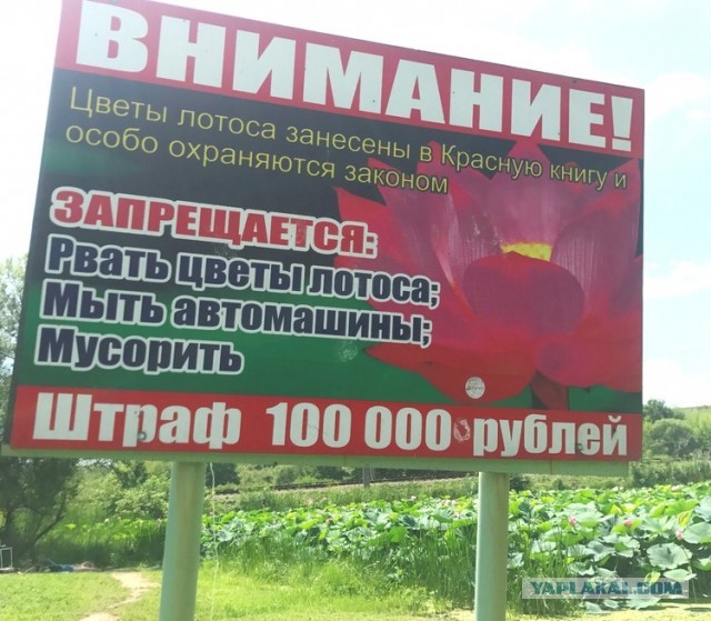Эротическая фотосессия в озере с лотосами в Приморье обернулась скандалом