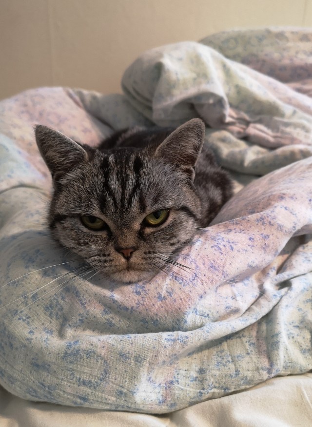 Котовторник 21.12.21