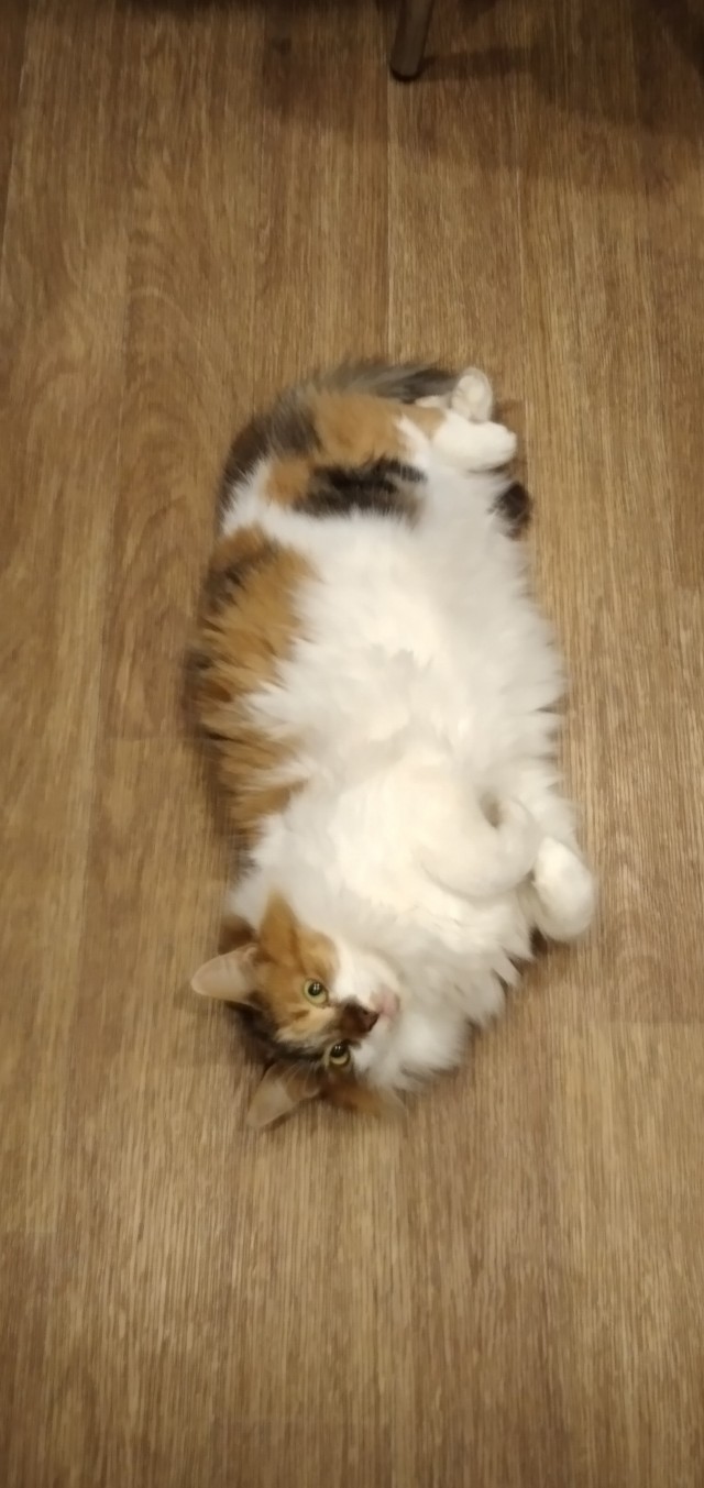 МИРУ - МИР ! Котикам - котовторник !