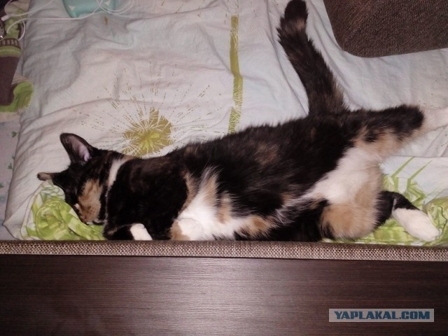 Котовторник