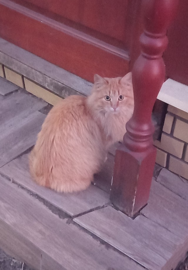Котовторник ведь начался!