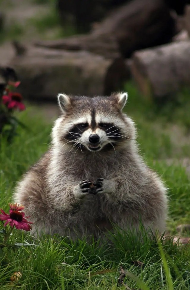 «Молитесь о дожде». Аномальная жара в Европе работает на Путина, — Bloomberg