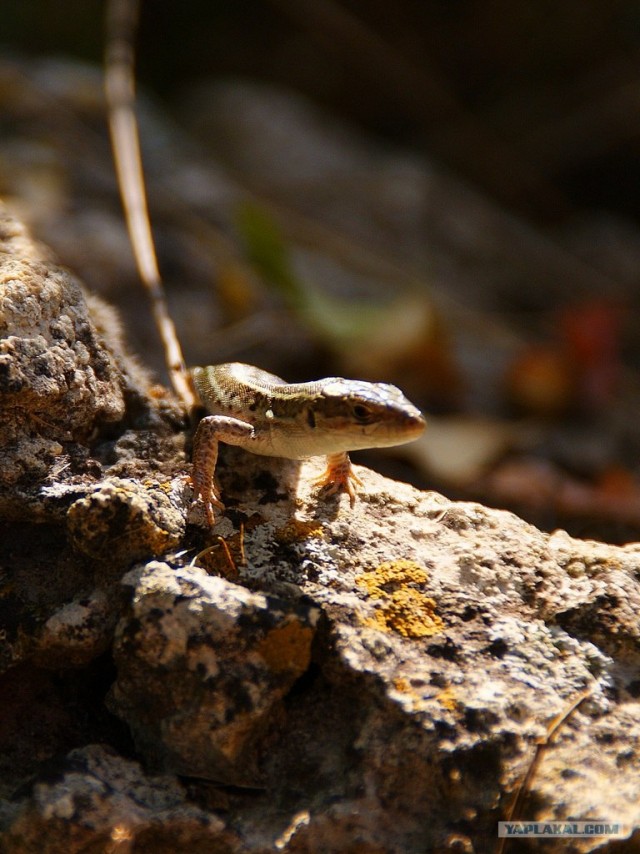 Прогулка по Крыму