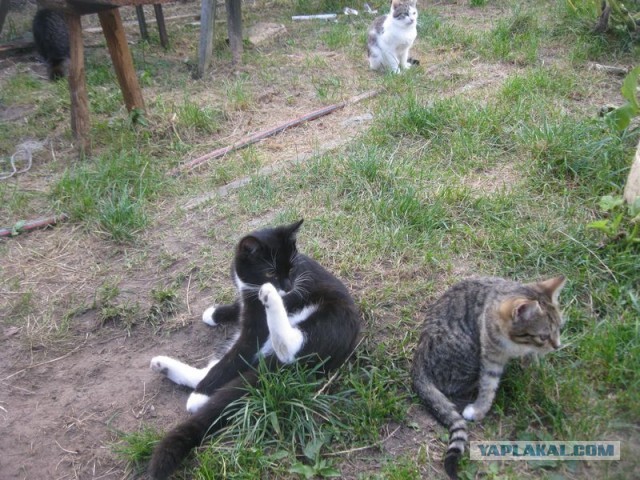 Жизнь домашнего приюта для котеек 412