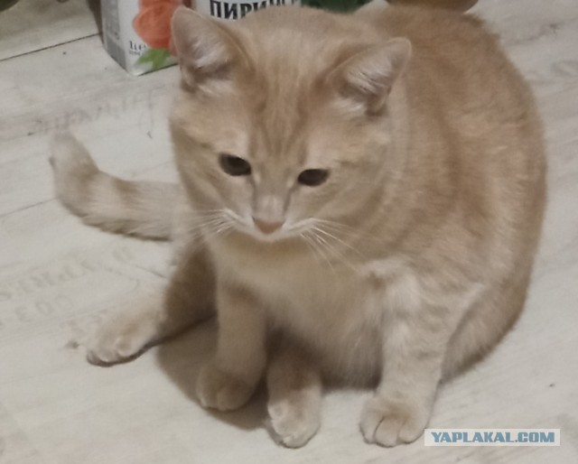 Рыжулька козюлька из приюта