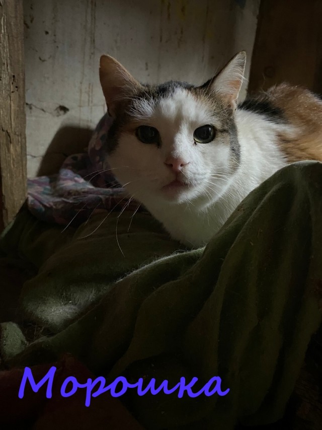 Жизнь домашнего приюта "Котоленд" 371