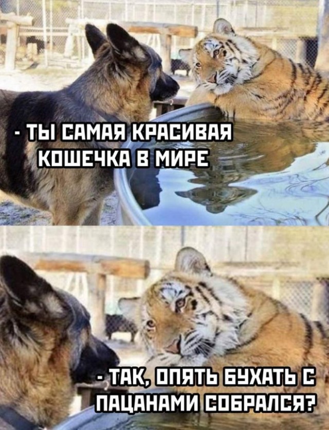 Картинки и мемы для настроения - 119