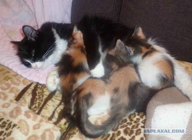 Котовторник 26.03.2013