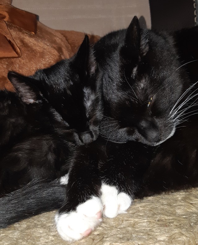 Чёрные коты не такие