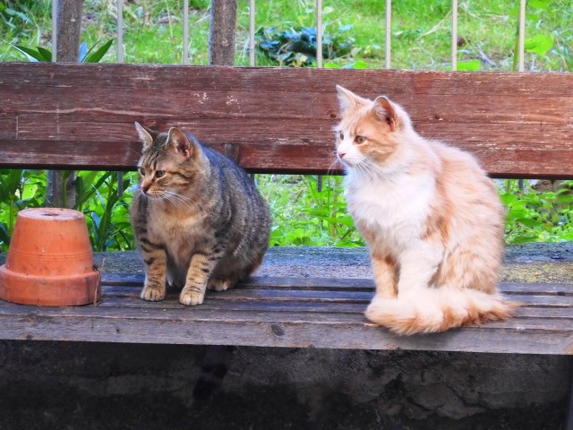 Котовторнику посвящается
