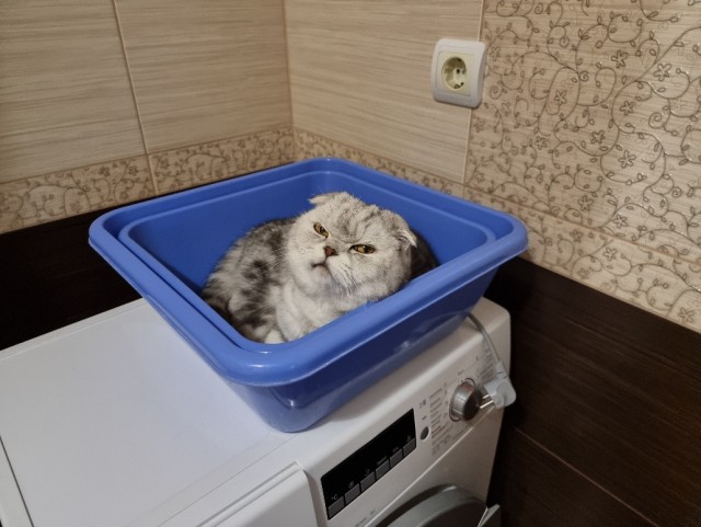 Чем заняты, ЯП?
