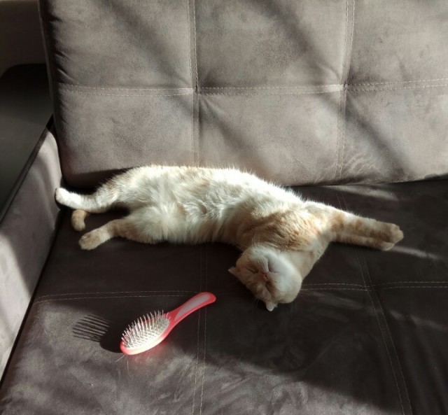 Позы для сна у кошек - что они означают?