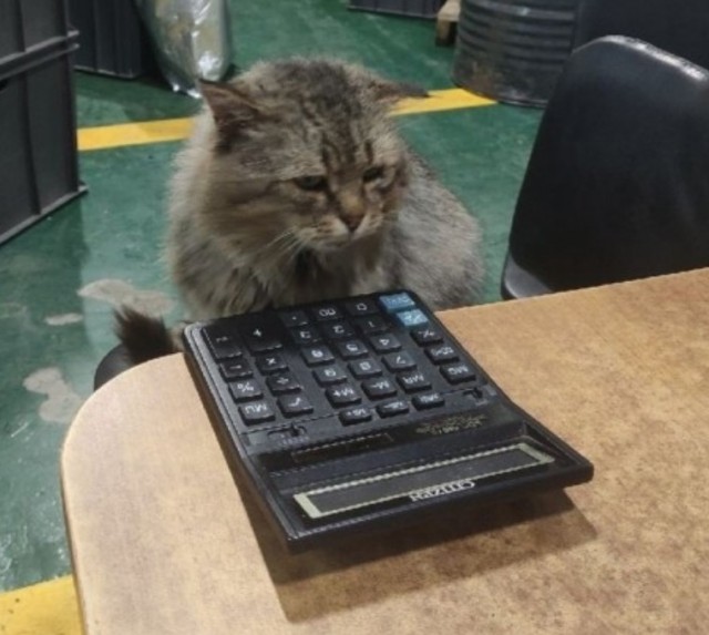 Очень производственные коты