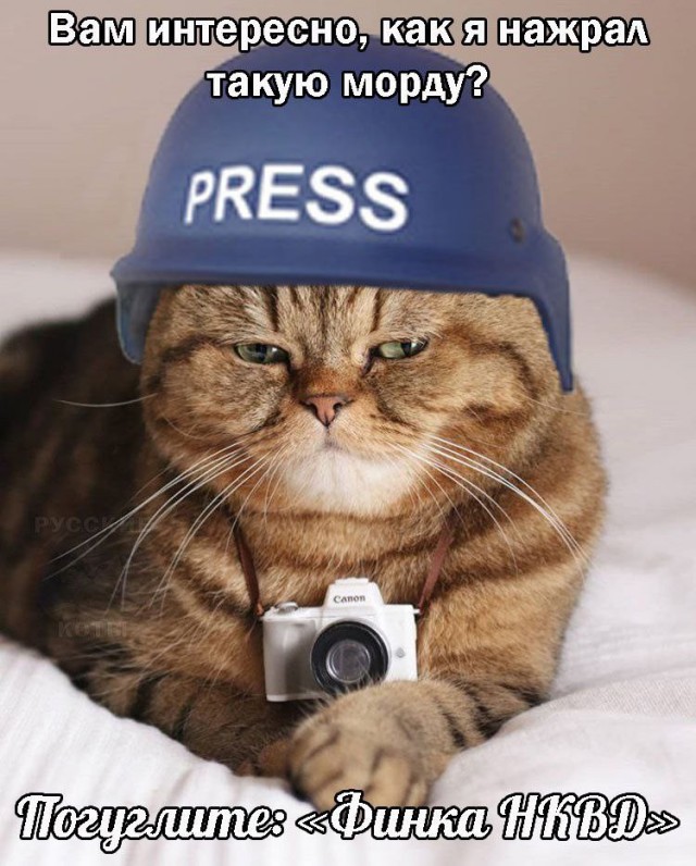 Котокартинки