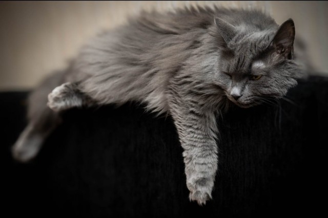 Котовторник!