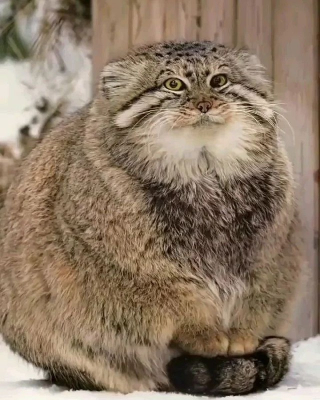 Манул