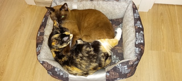 Котовторник продолжается