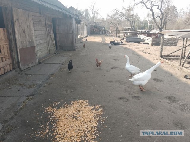 Жизнь домашнего приюта для котеек 537