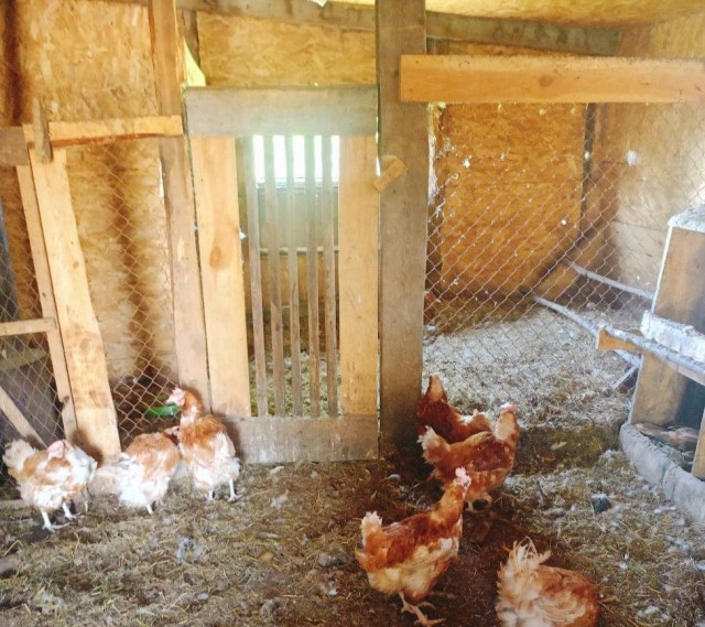 Веселая ферма: Гримо, наконец-то!