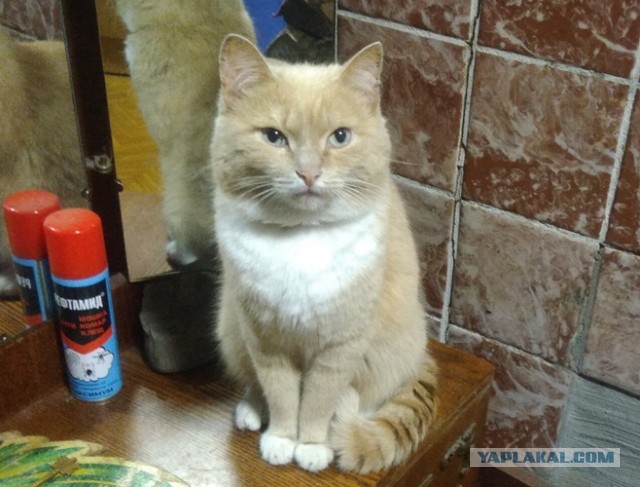 Умная кошка (кот)
