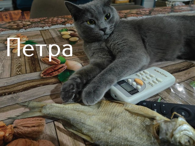 Жизнь домашнего приюта "Котоленд" 506