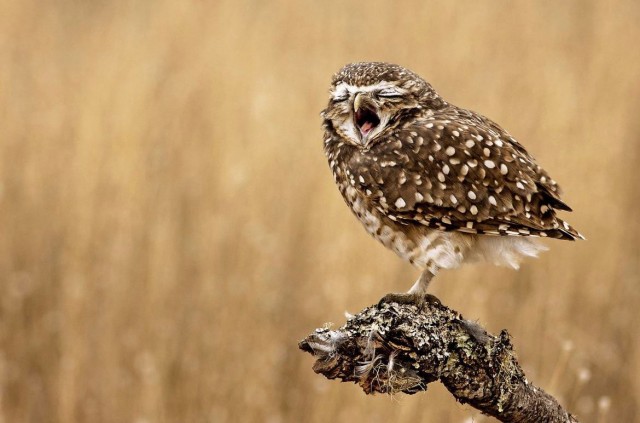 Победители и финалисты премии Wildlife Comedy Photography Awards в области фотографии дикой природы (2016)