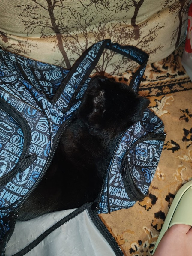 Чёрный котовторник