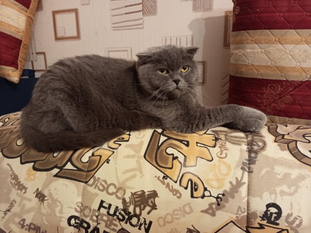 Нужен совет новому кошатнику!