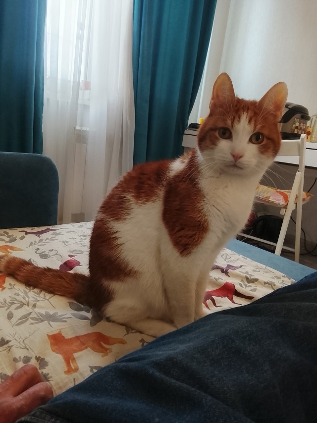 Сегодня котовторник.