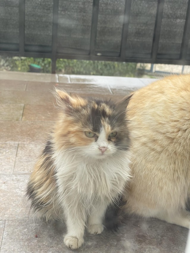 Рандомных фото котов тред